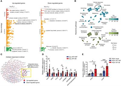 NOTCH1-mutated chronic lymphocytic leukemia displays high endoplasmic reticulum stress response with druggable potential